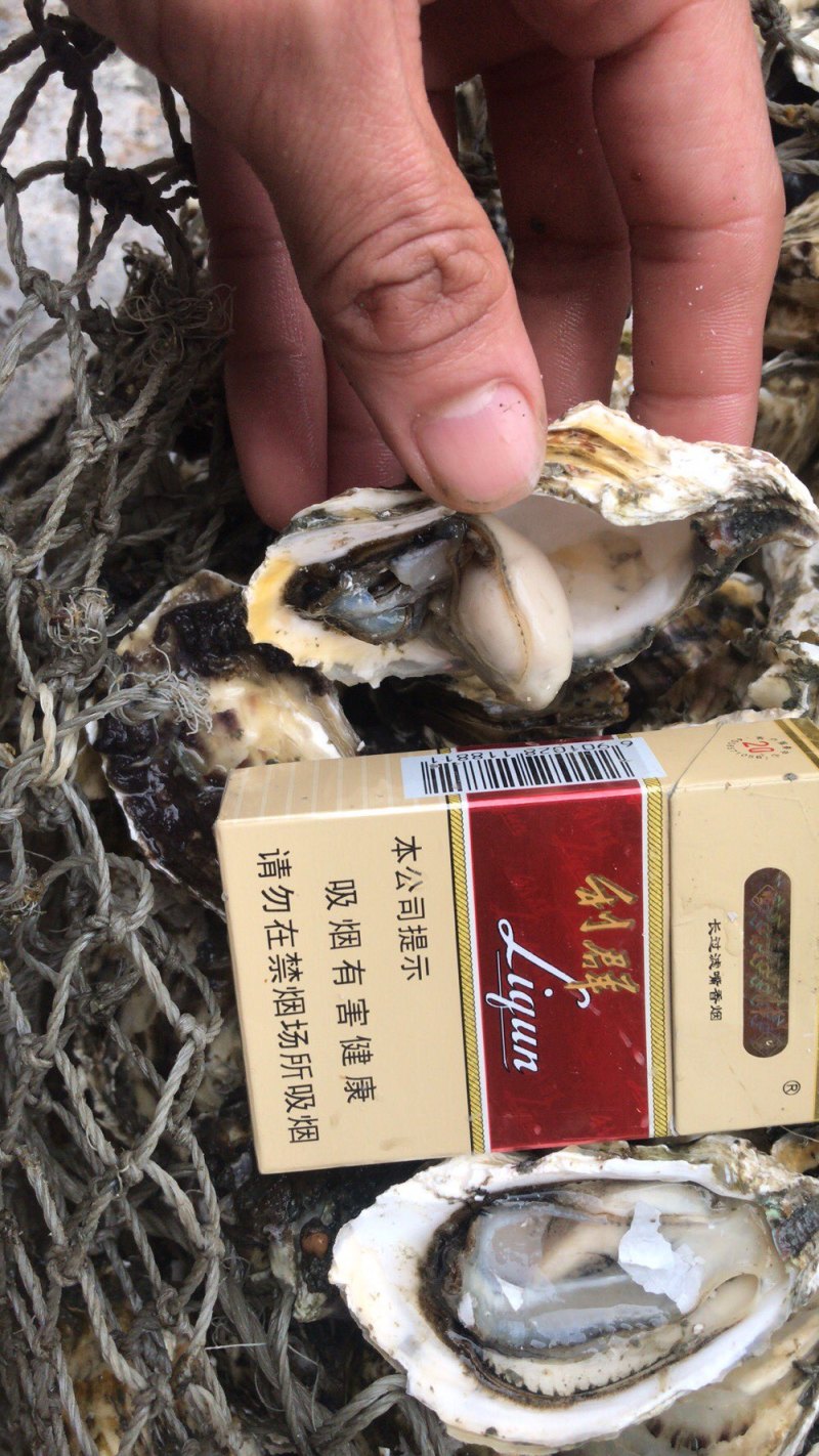 生蚝半壳烧烤摊专用一手货源产地直发规格均匀肥度饱满