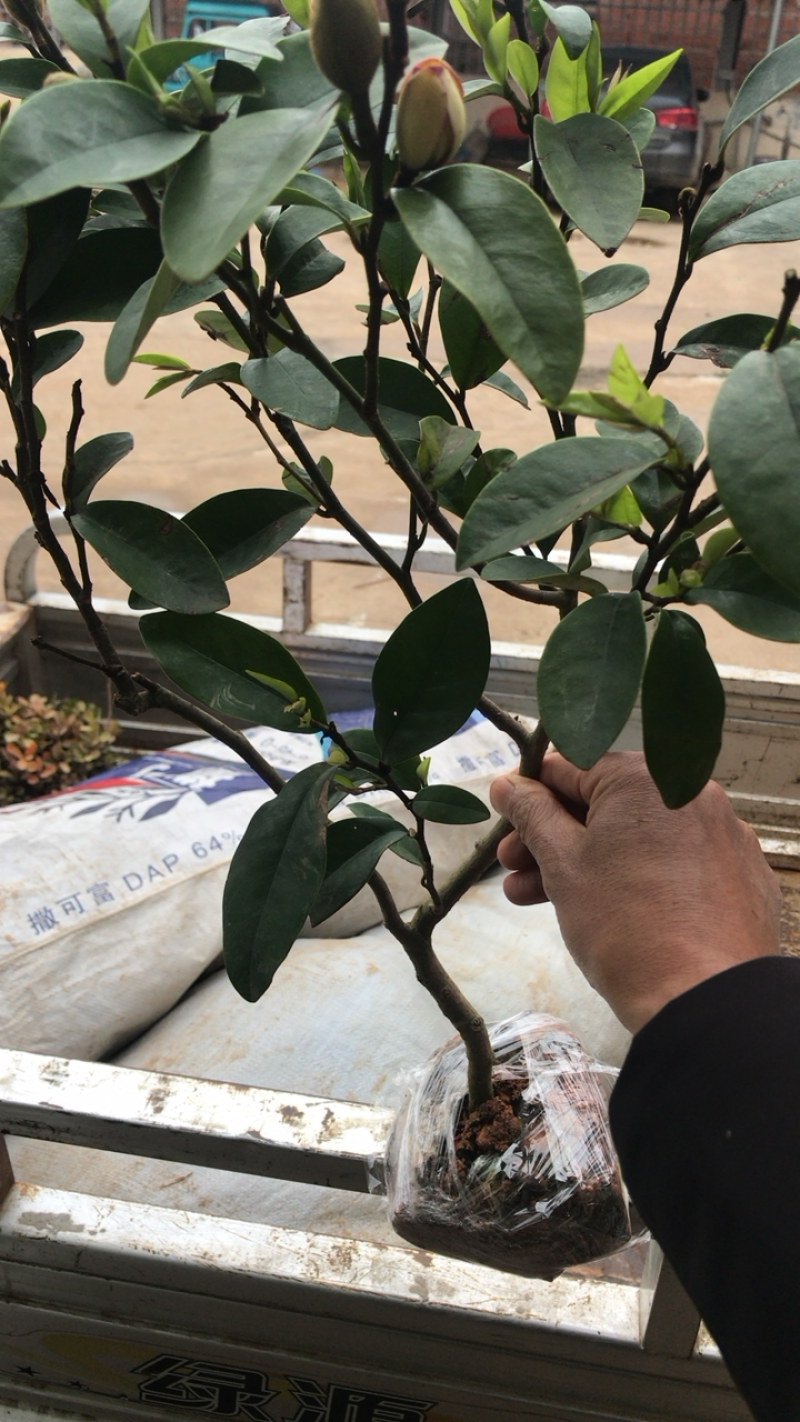 含笑盆景免费包邮基地直销提供发票量大