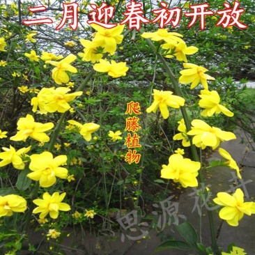 迎春小苗迎夏小苗大小绿化苗量大优惠苗农直销