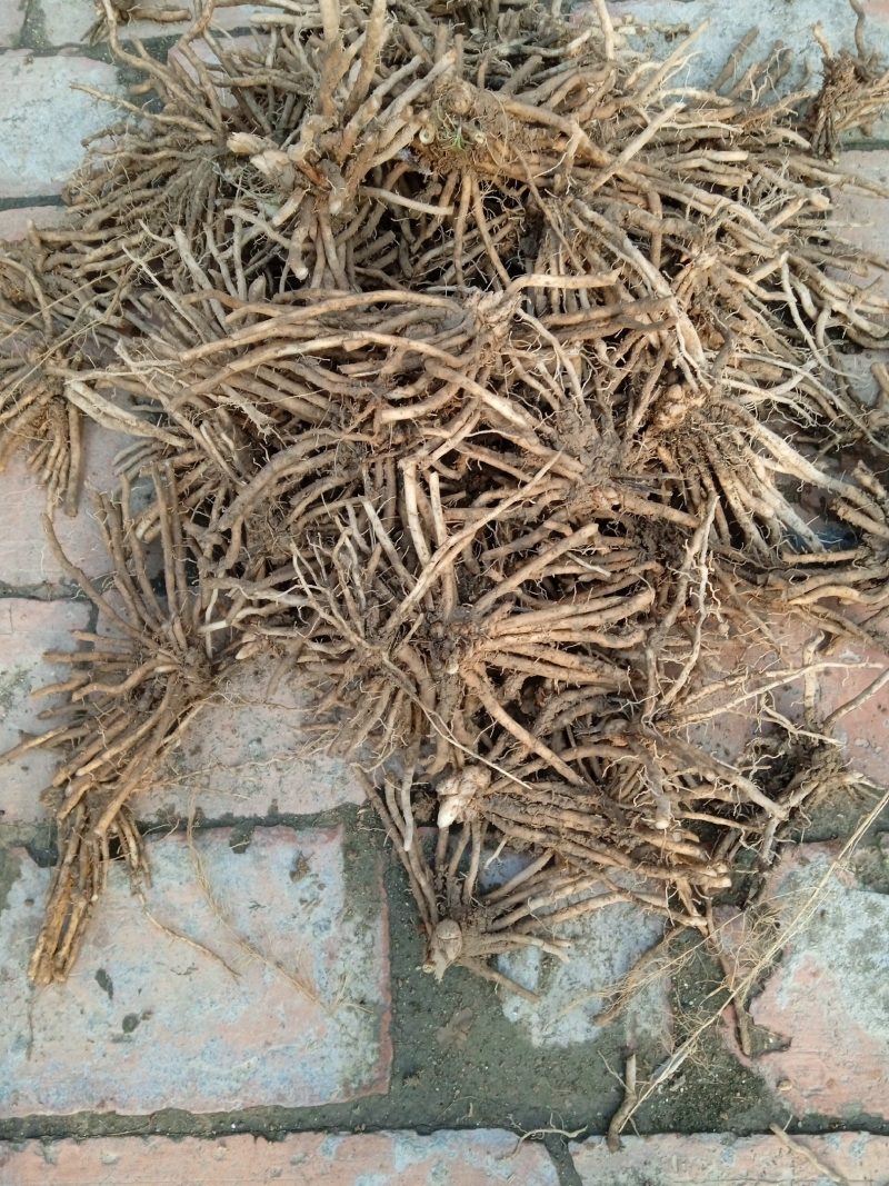 芦笋苗两年根粗苗壮成活率高抗病性强丰产稳产适宜四季栽培