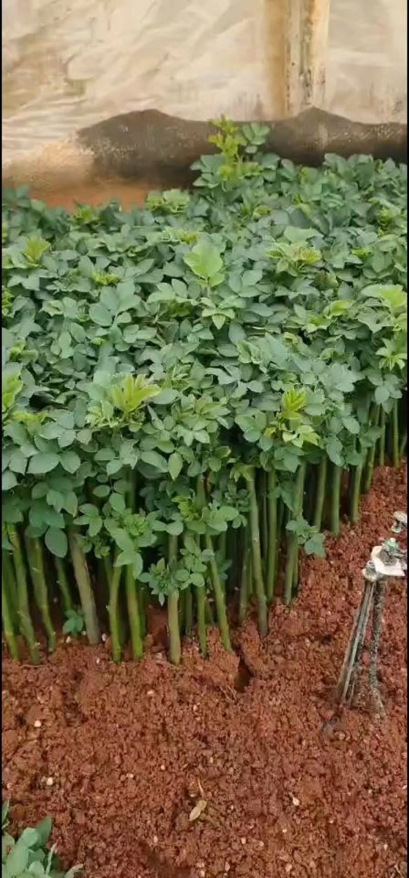 爬藤无刺蔷薇小苗批发零售