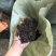 园林绿化工程泥炭土种植土
