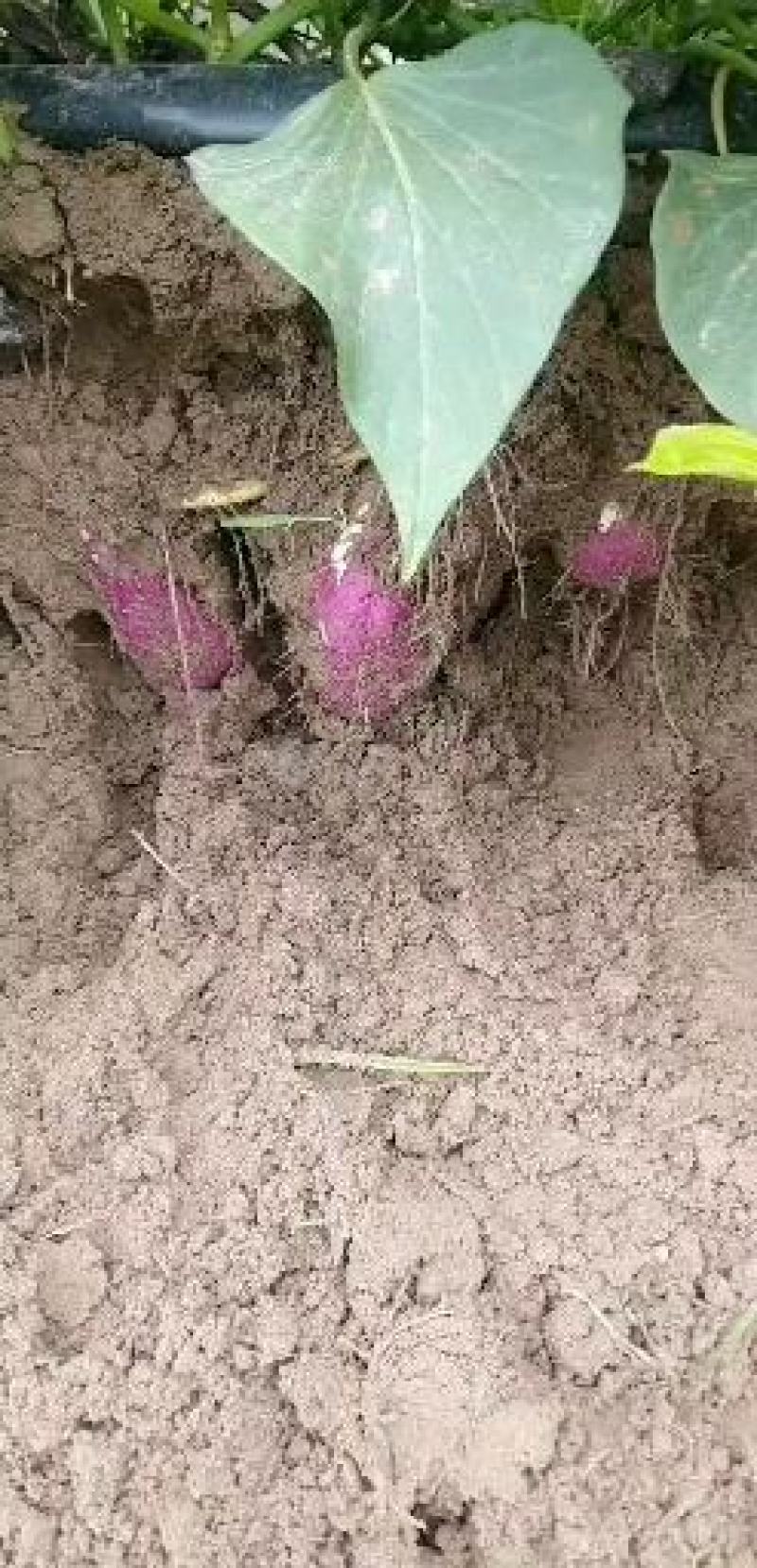 桥头地瓜实力代办，欢迎各位老板订购