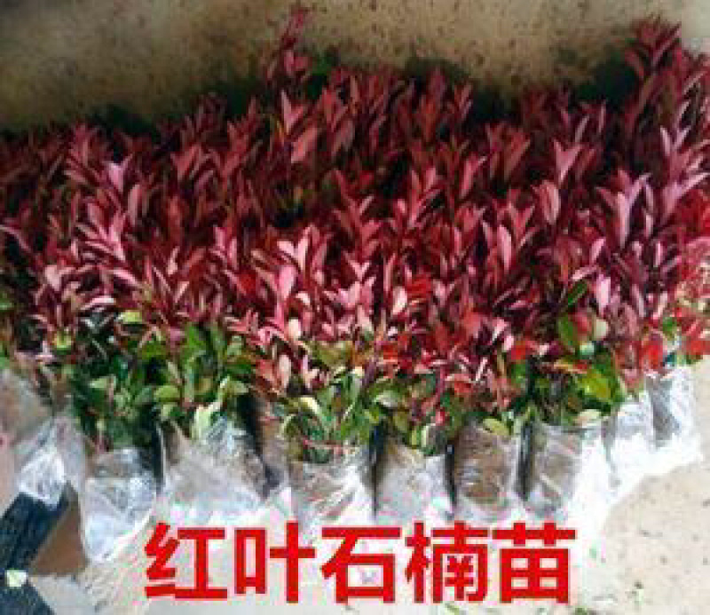 红叶石楠小苗红火焰红叶石楠球大小杯苗量大优惠