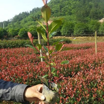 红叶石楠小苗红火焰红叶石楠球大小杯苗量大优惠