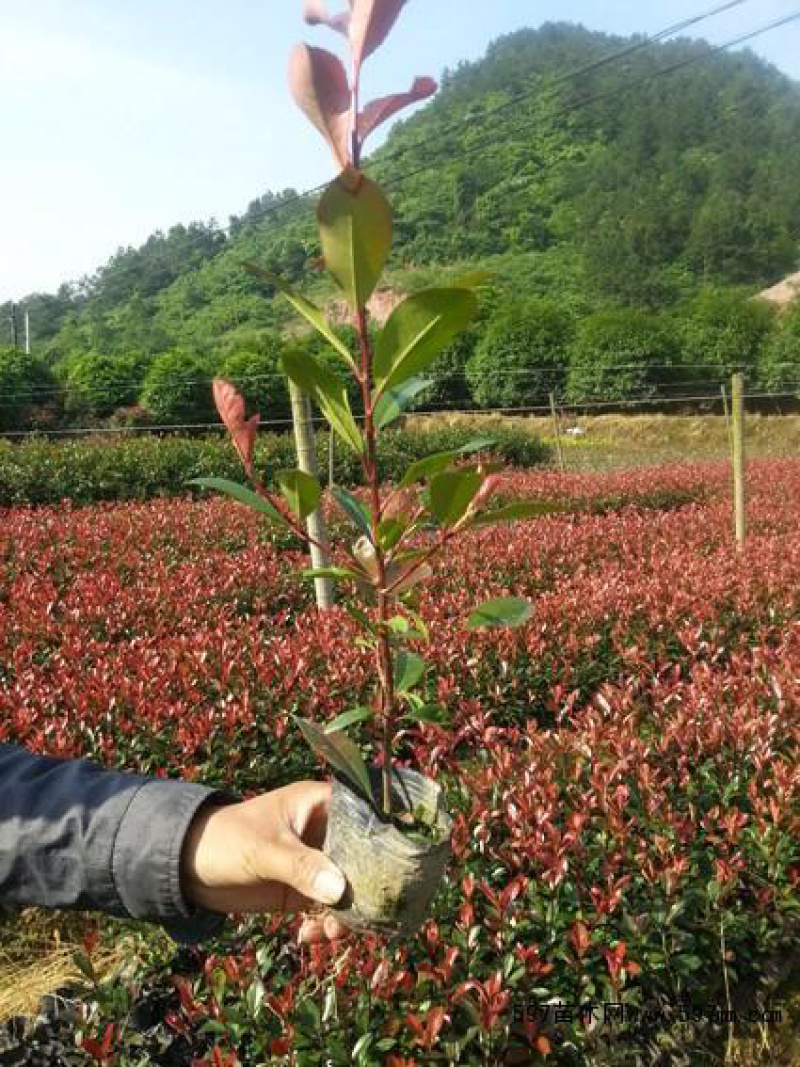 红叶石楠小苗红火焰红叶石楠球大小杯苗量大优惠