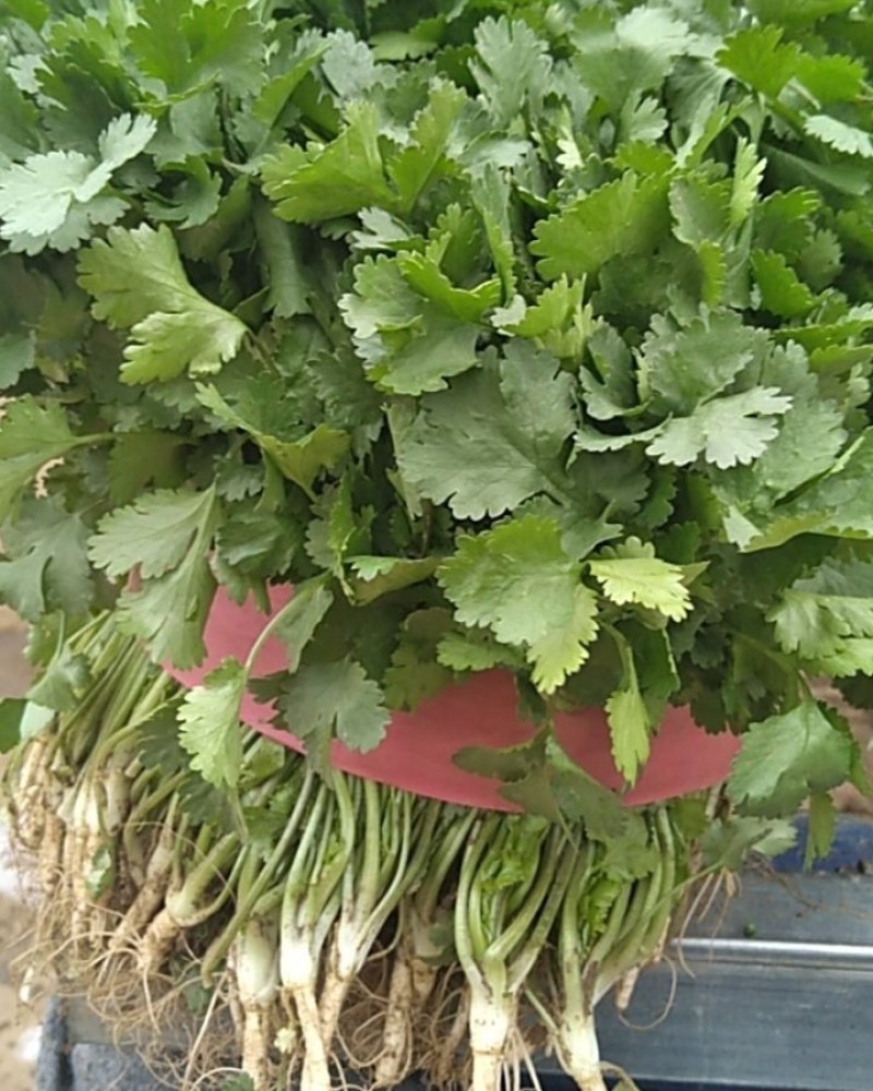 香菜，铁杆青，大叶香菜，基地直供量大从优