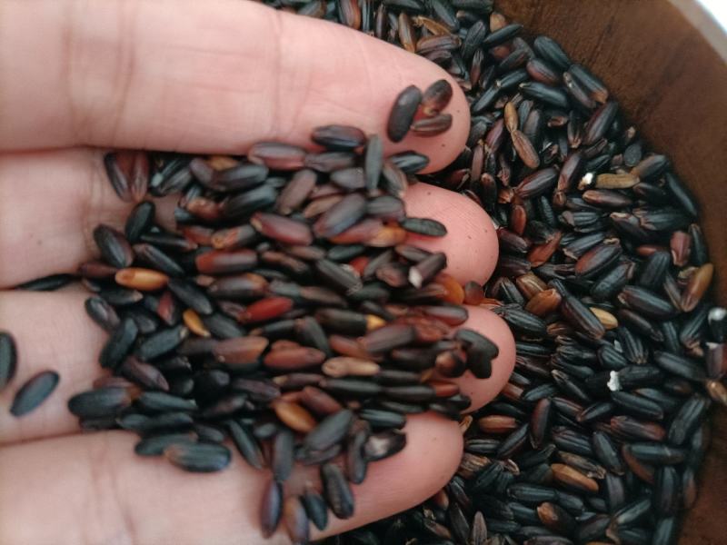 源地跑量新鲜东北血糯米黑糯米酒米梅州本地黑糯米批发
