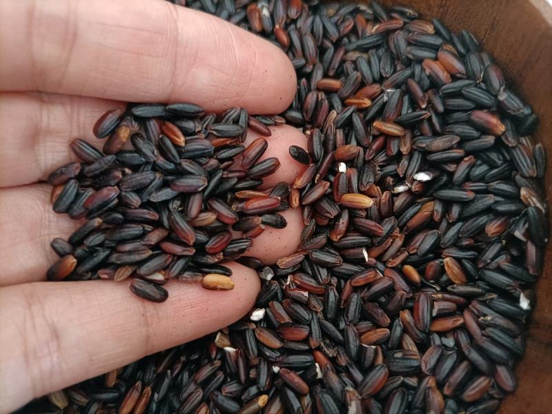 源地跑量新鲜东北血糯米黑糯米酒米梅州本地黑糯米批发