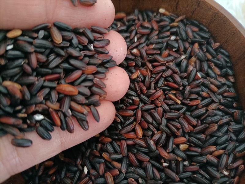 源地跑量新鲜东北血糯米黑糯米酒米梅州本地黑糯米批发
