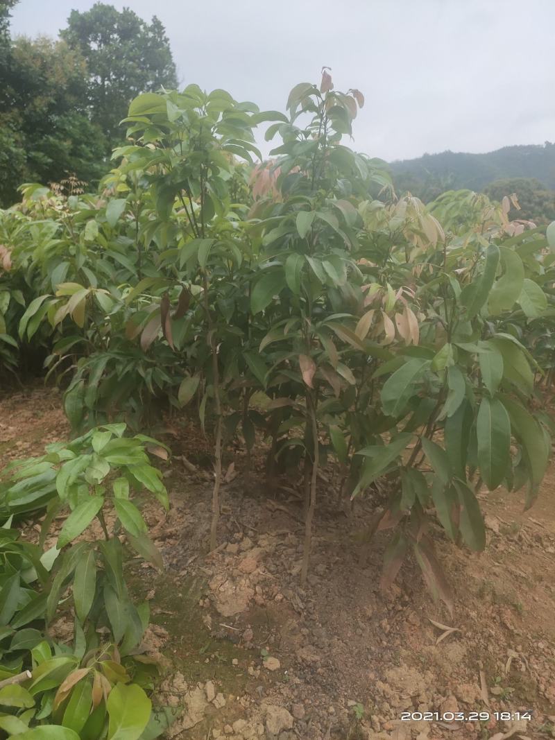 荔枝实生苗！禾荔苗！可嫁接认钻木的品种
