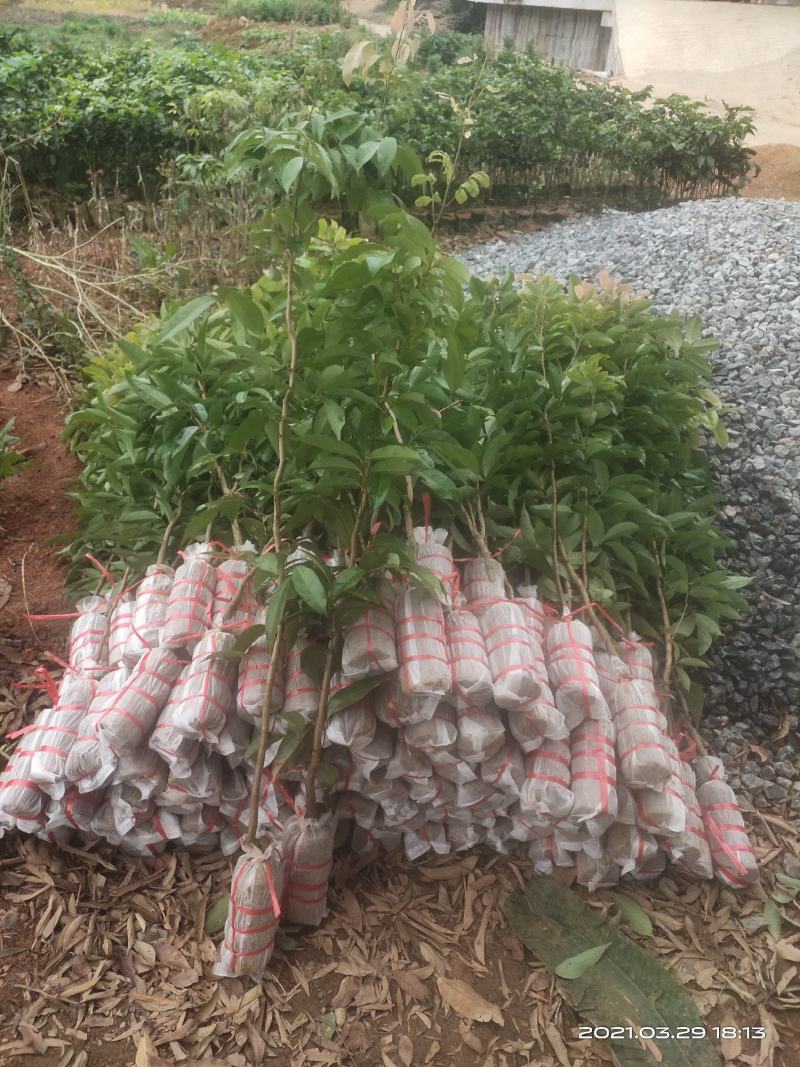 荔枝实生苗！禾荔苗！可嫁接认钻木的品种