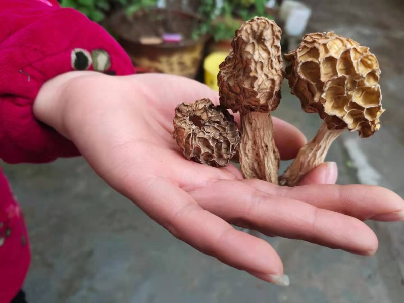 野生羊肚菌