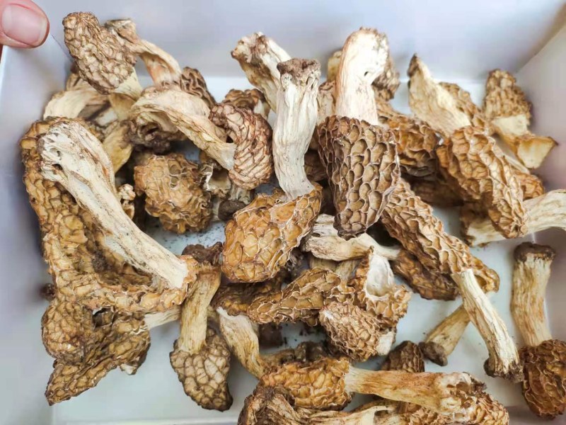 野生羊肚菌