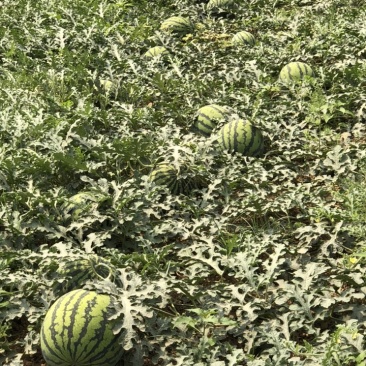 甜王西瓜四斤打底，八成熟