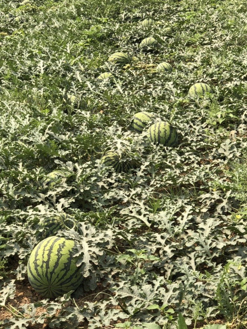 甜王西瓜四斤打底，八成熟