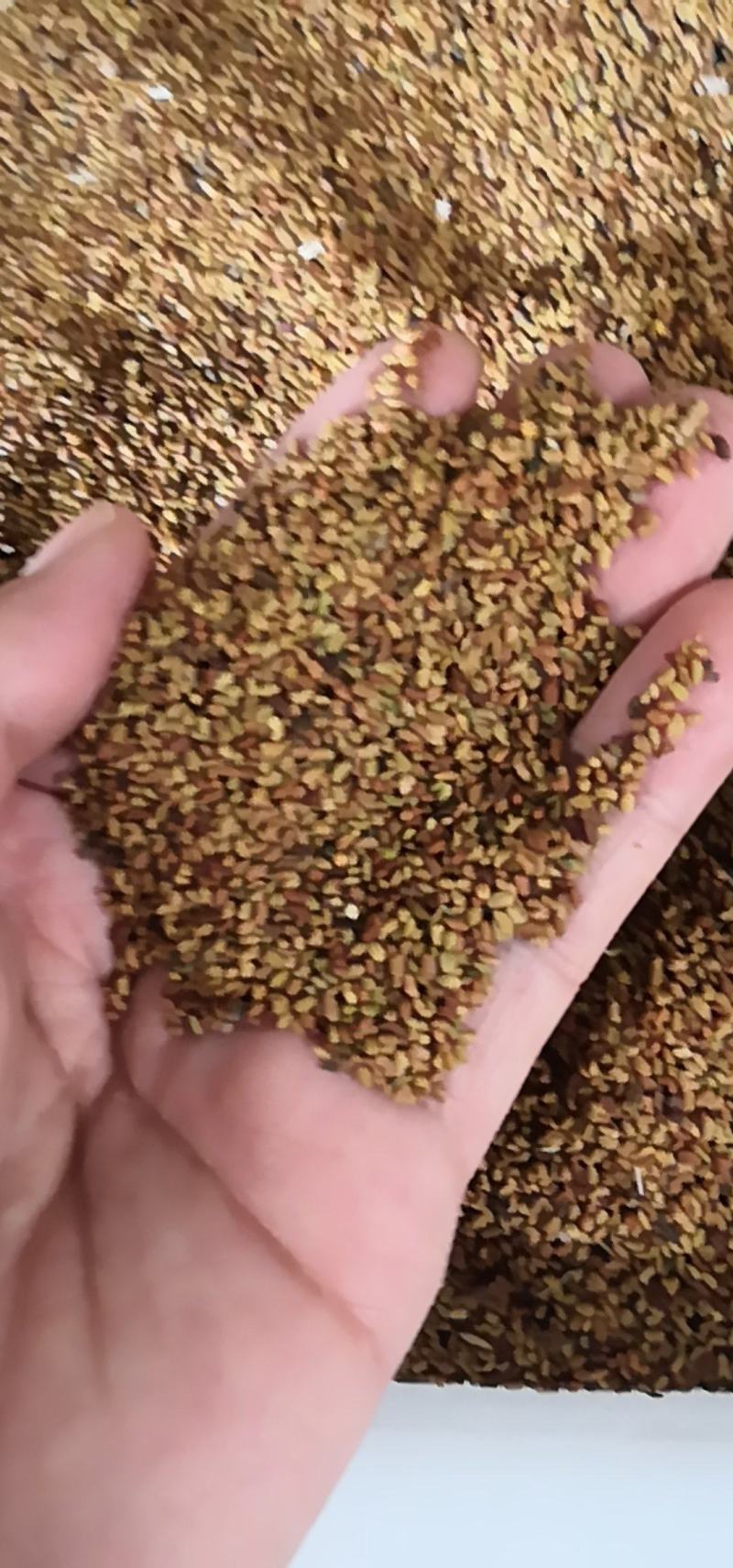 冰岛虞美人种子花种子四季易种花草卉盆栽植物花种籽子野花组