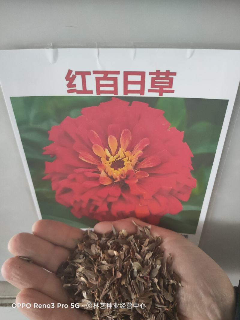 百日草花种子景观花海四季易种室外庭院阳台开花不断