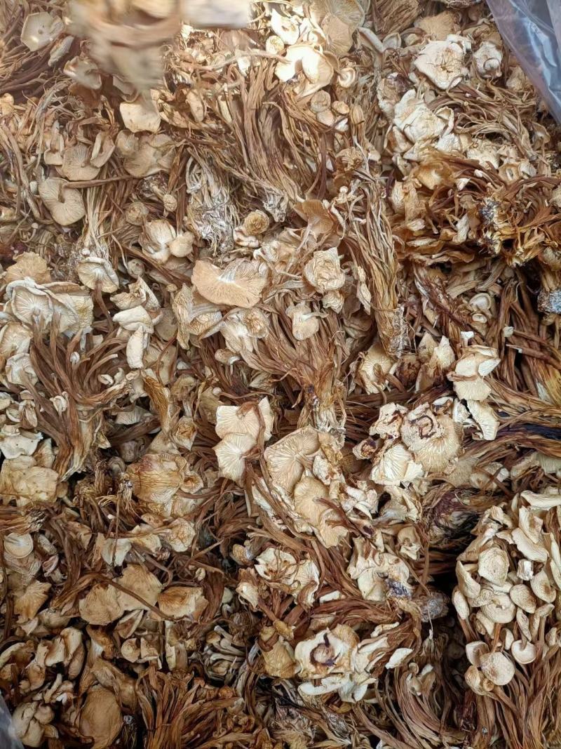 开伞茶树菇2022新货一手货源价格便宜地摊跑江湖必备款