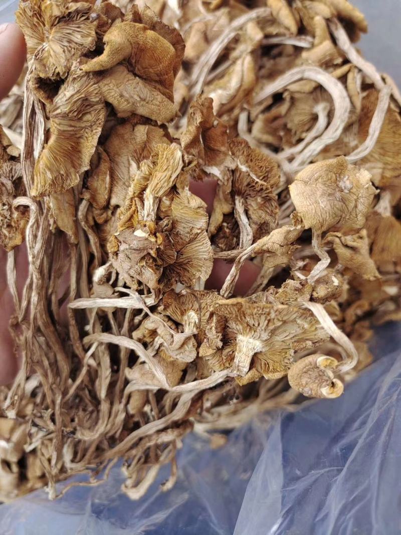 开伞茶树菇2022新货一手货源价格便宜地摊跑江湖必备款