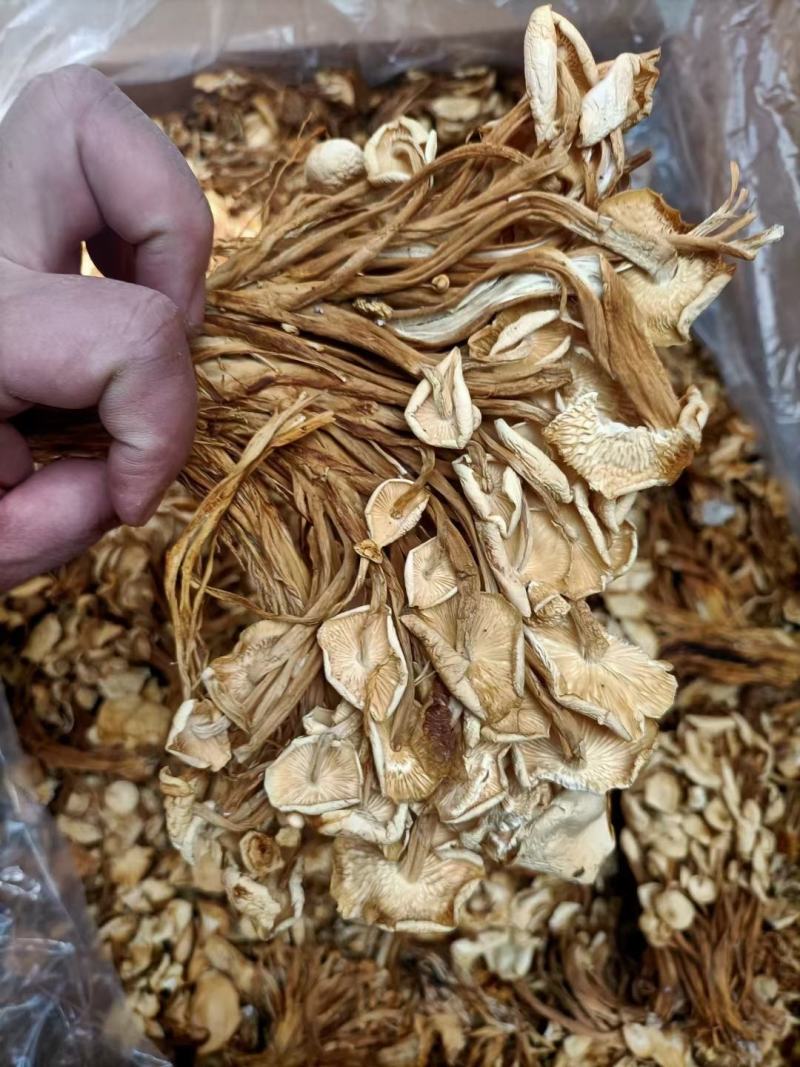 开伞茶树菇2022新货一手货源价格便宜地摊跑江湖必备款