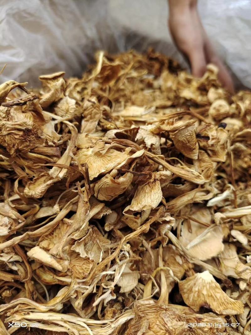 开伞茶树菇2022新货一手货源价格便宜地摊跑江湖必备款