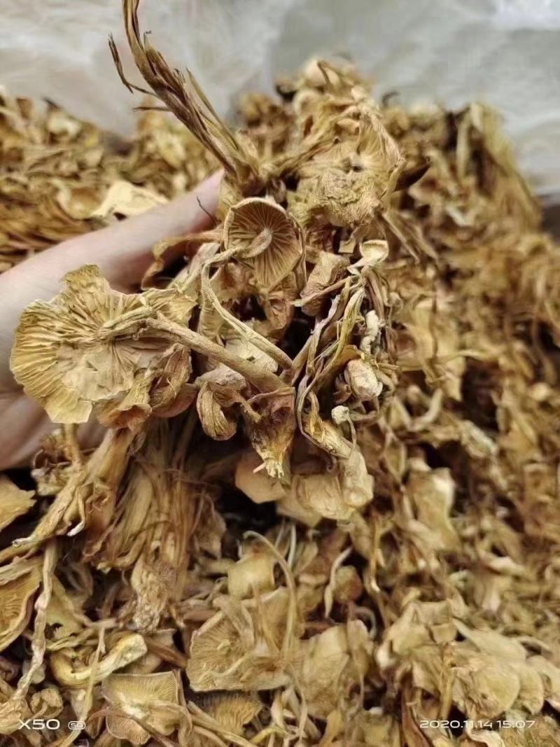 开伞茶树菇2022新货一手货源价格便宜地摊跑江湖必备款
