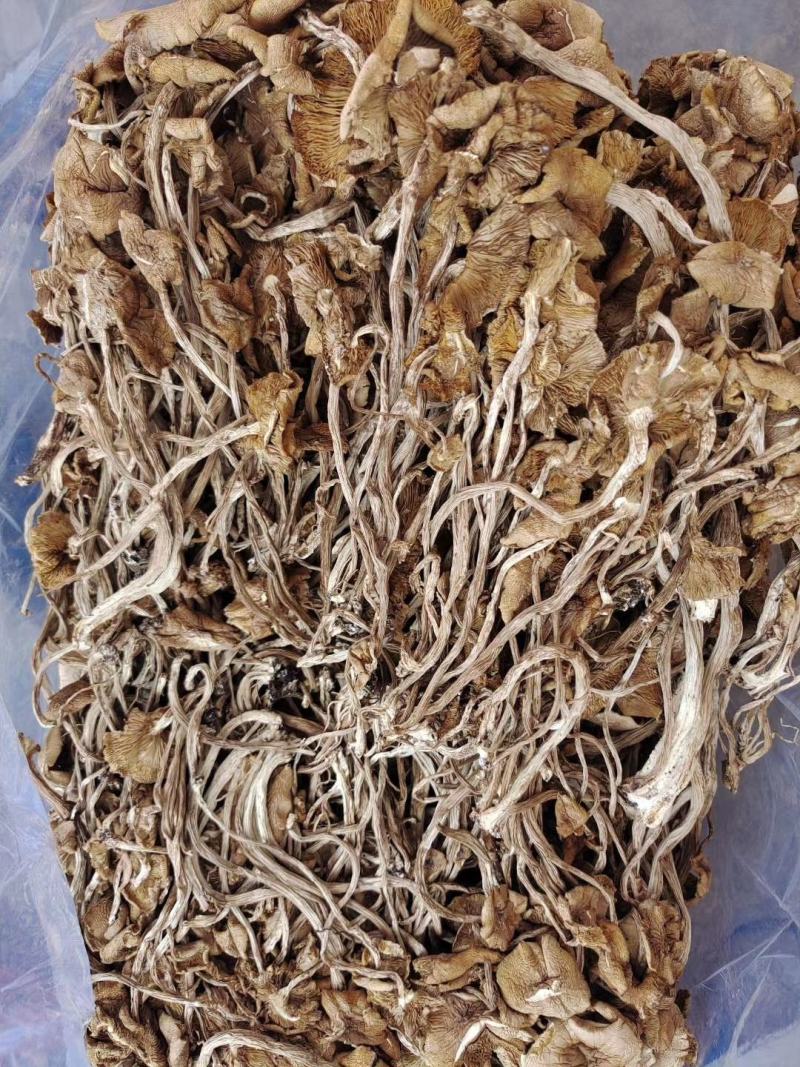 开伞茶树菇2022新货一手货源价格便宜地摊跑江湖必备款