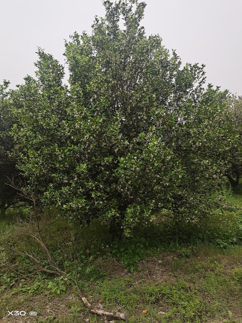 大量供应丛生小叶香泡