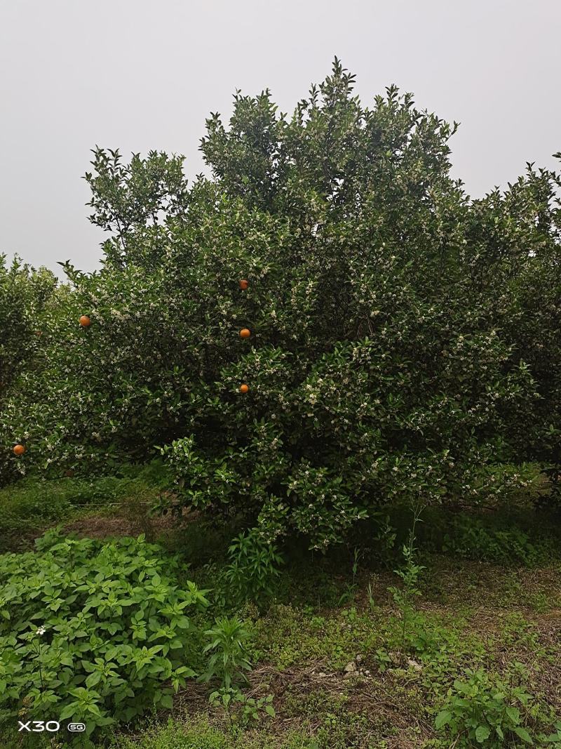 大量供应丛生小叶香泡