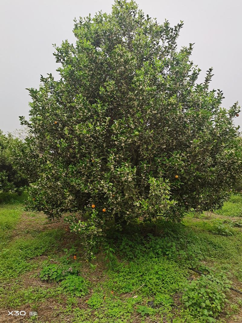 大量供应丛生小叶香泡