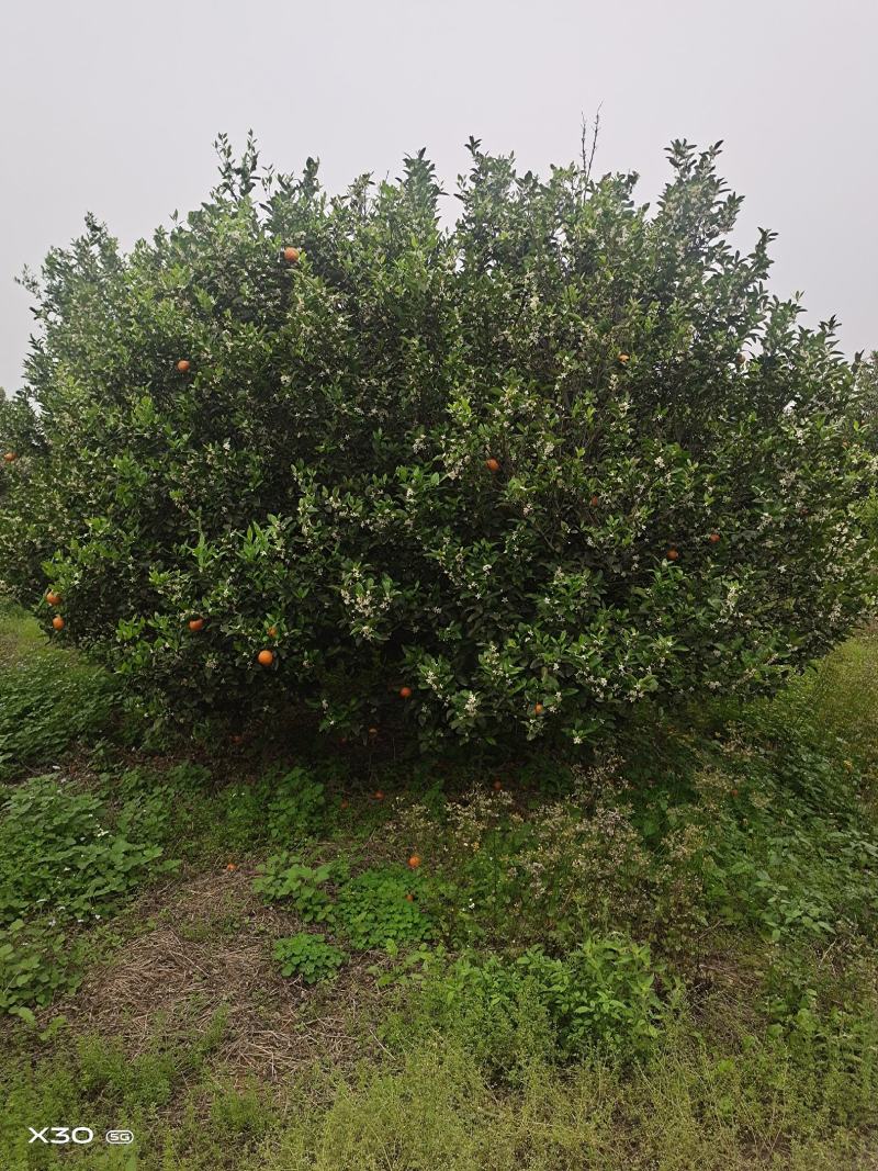 大量供应丛生小叶香泡