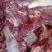 内蒙古锡林浩特骆驼肉《厂家直销》