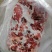 内蒙古锡林浩特骆驼肉《厂家直销》