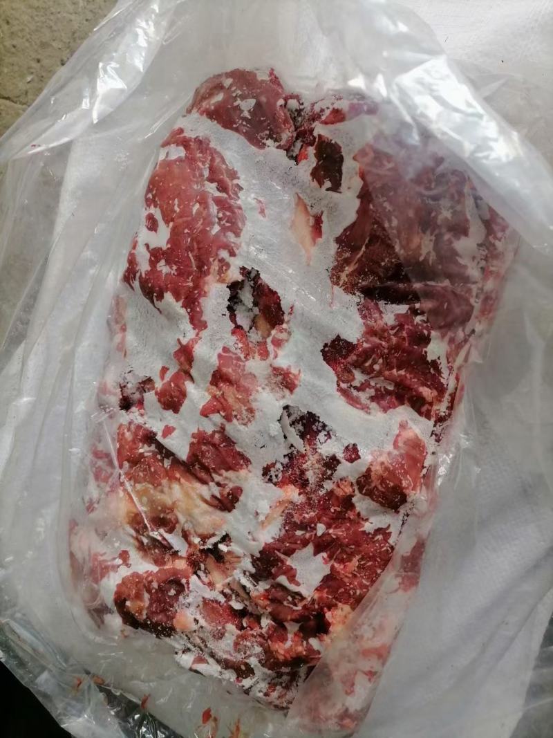 内蒙古锡林浩特骆驼肉《厂家直销》