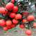 东方红桔苗，包正宗假一赔十，世纪红，提供免费种植技术
