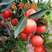 东方红桔苗，包正宗假一赔十，世纪红，提供免费种植技术