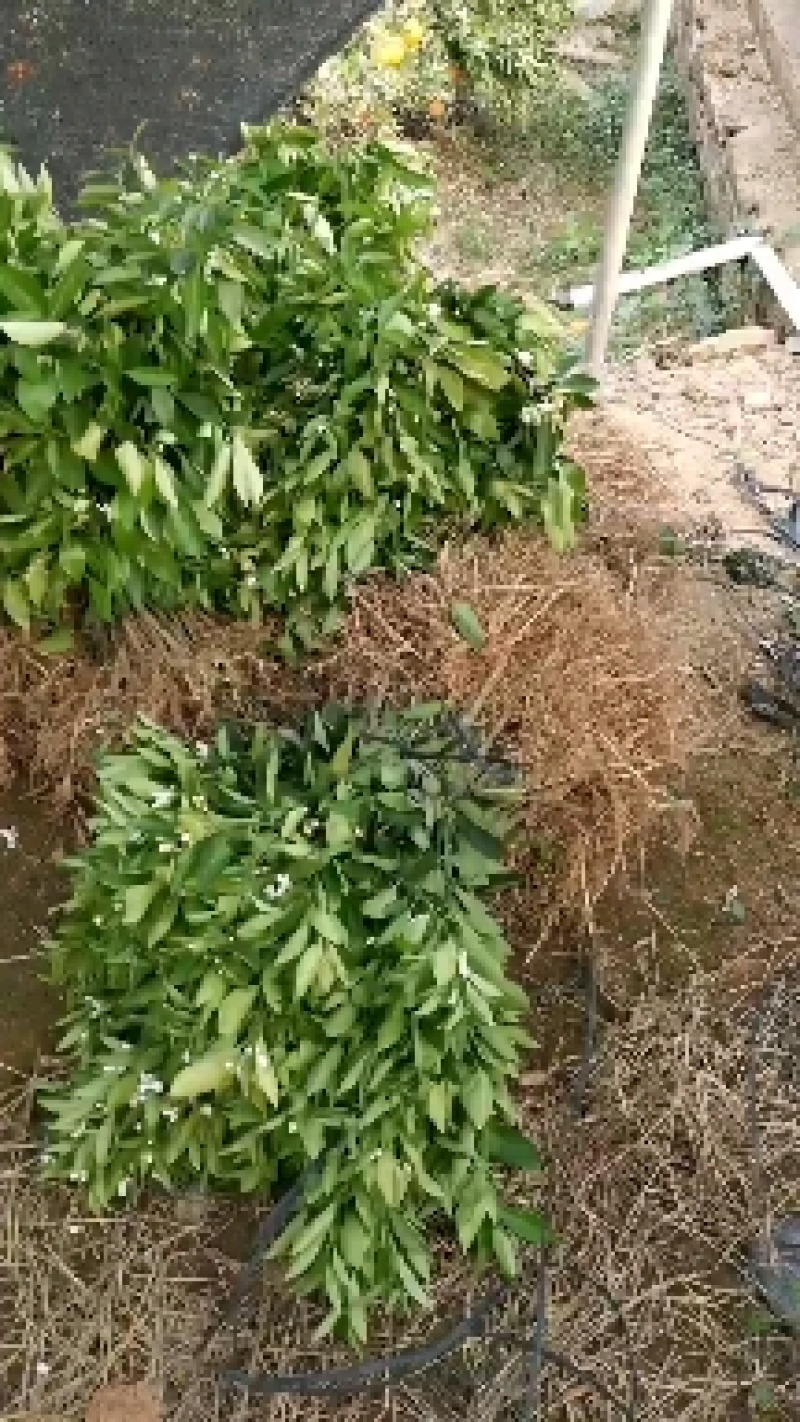东方红桔苗，包正宗假一赔十，世纪红，提供免费种植技术