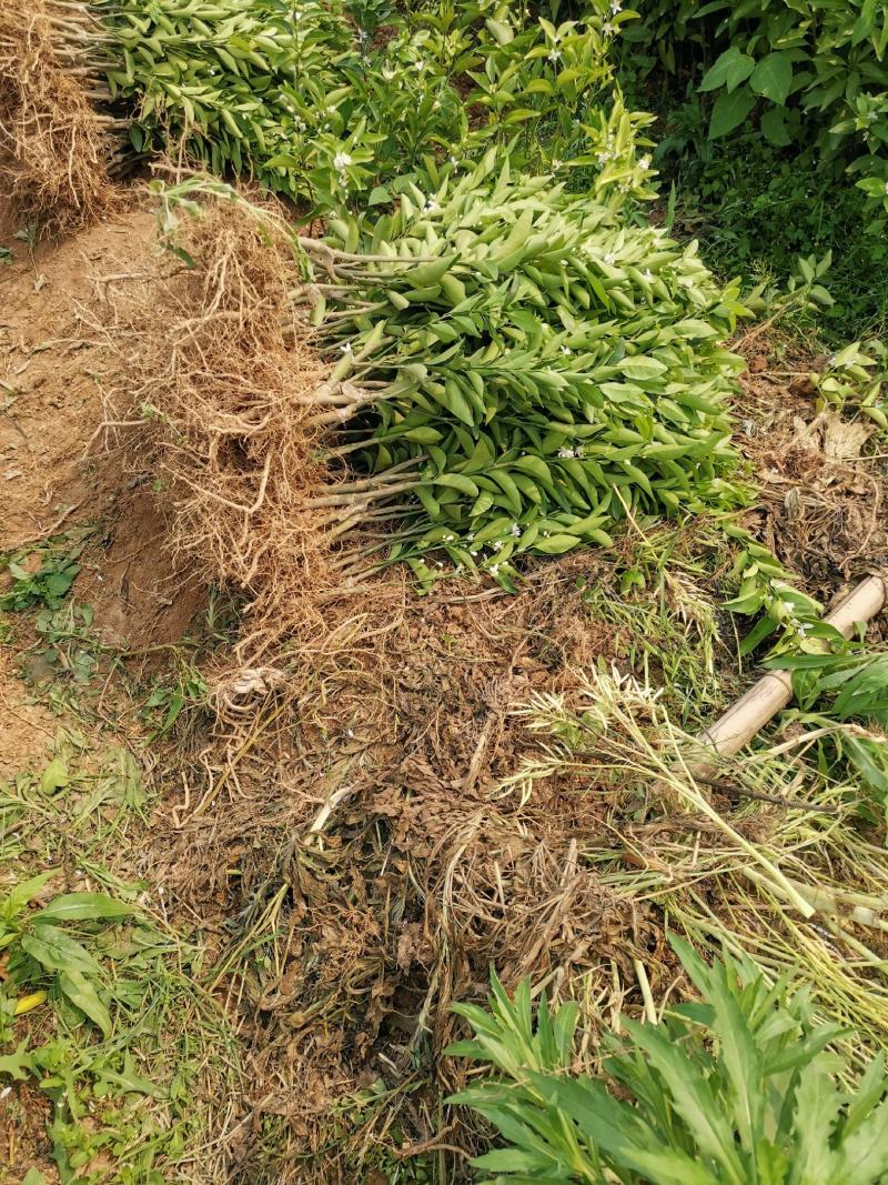 东方红桔苗，包正宗假一赔十，世纪红，提供免费种植技术