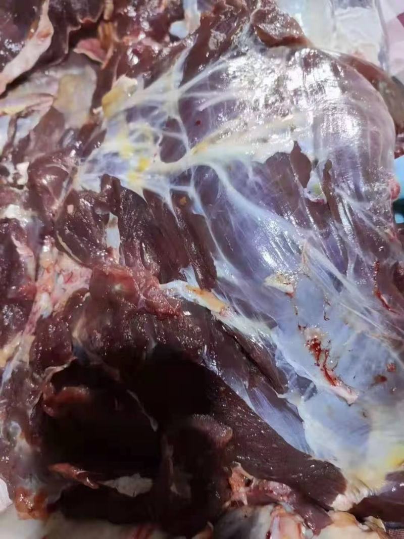 内蒙古锡林浩特骆驼肉《厂家直销》