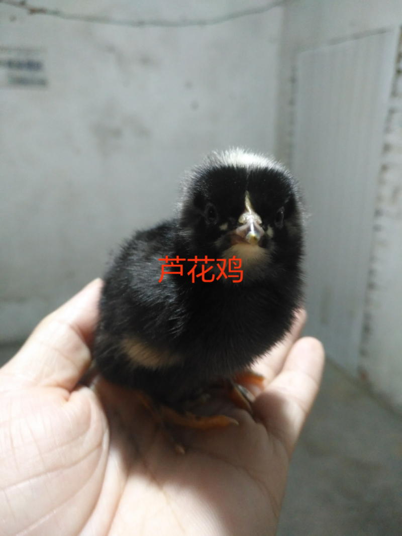 黑芦花鸡苗厂家直发托运快速包路途成活包出壳疫苗