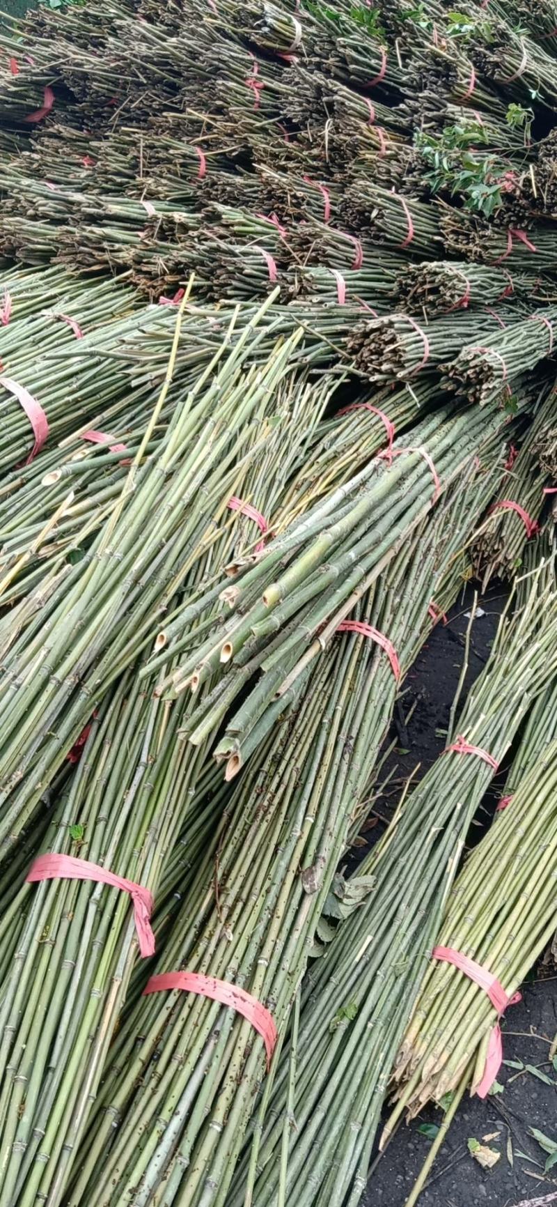 蔬菜竹杆菜架竹支撑杆豆角架黄瓜架冬瓜架西红柿架杆