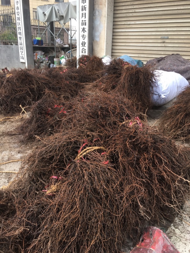 巨峰葡萄苗，根系发达，品种纯正，浙江金华葡萄苗基地