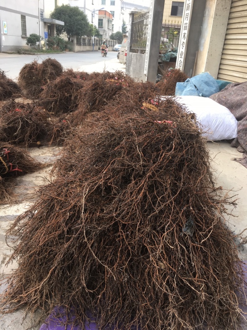 巨峰葡萄苗，根系发达，品种纯正，浙江金华葡萄苗基地