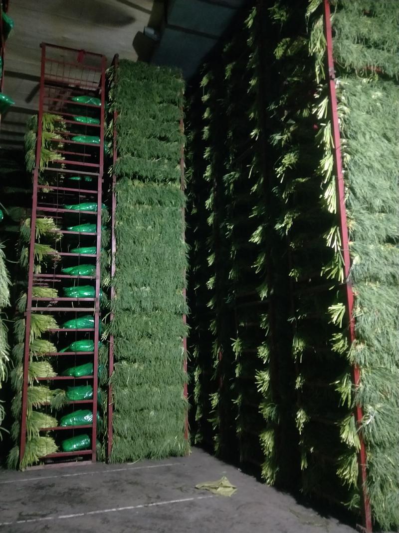 大量供应红帽蒜苔各种精品小把加工保证质量产地直发