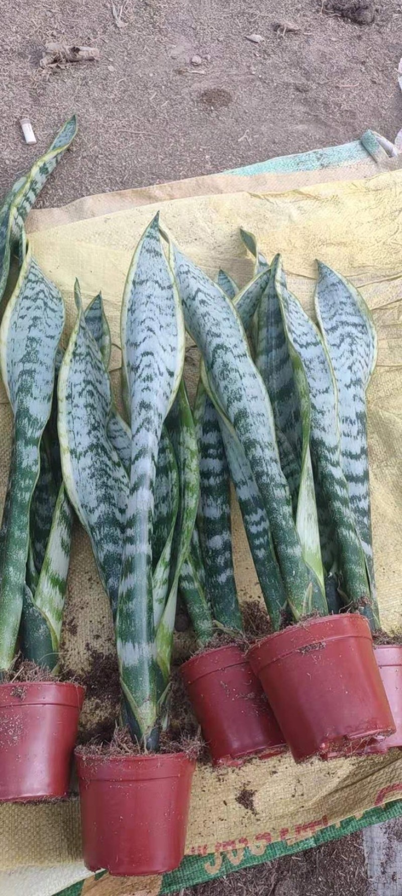 高脚虎皮兰，虎皮兰，防甲醛，带盆发货