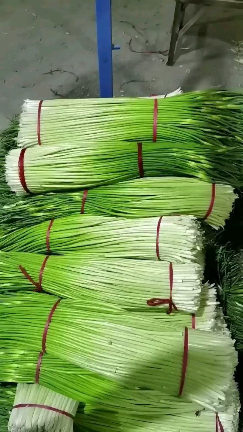 山东金乡红帽蒜薹大量供应常年有货可发全国各地