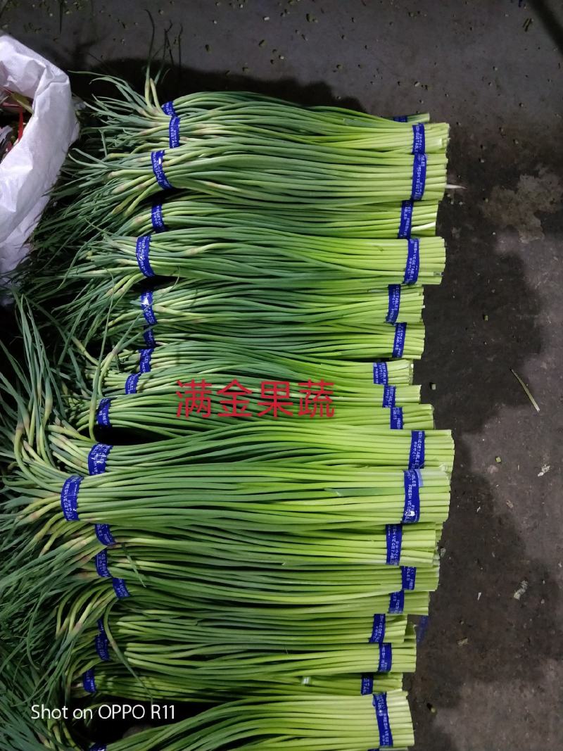 山东金乡红帽蒜薹大量供应常年有货可发全国各地