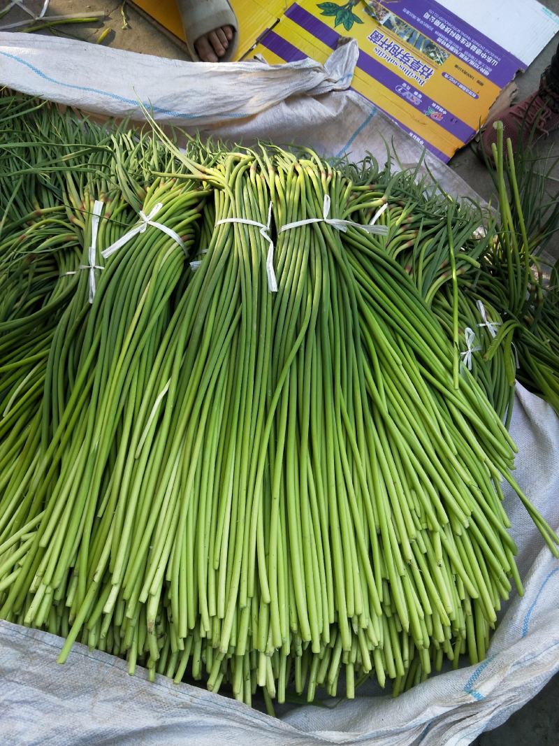 山东金乡红帽蒜薹大量供应常年有货可发全国各地