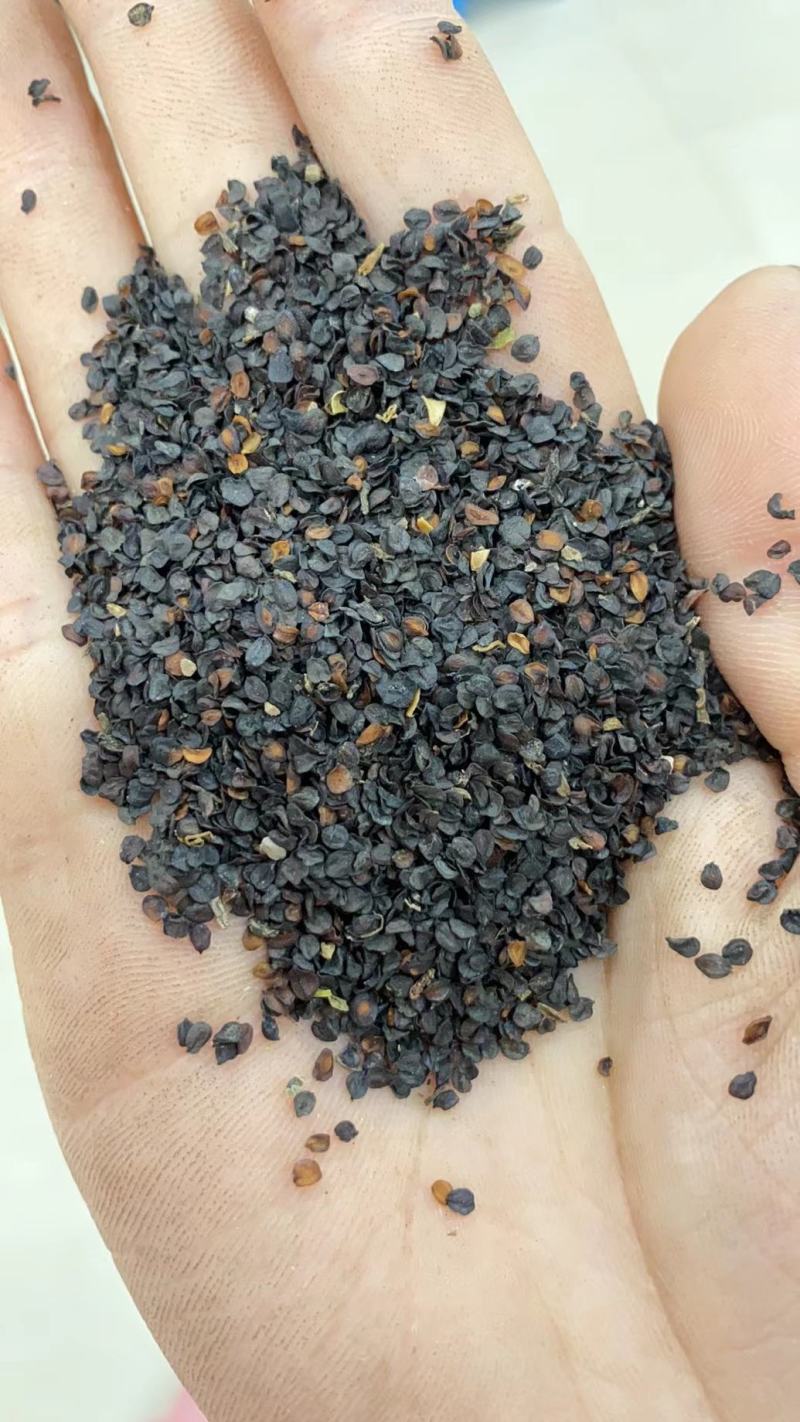 满天星种子四季开花四季种易活庭院别墅阳台路边花海草籽